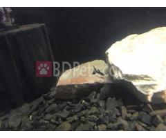 Black Moscow guppy pair for sale