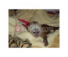 Adorable Baby Capuchin Squirrel And Marmoset Monkeys