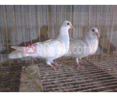 white humar 4sell