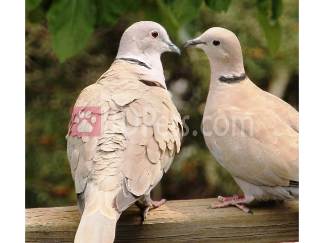 Australian  dove
