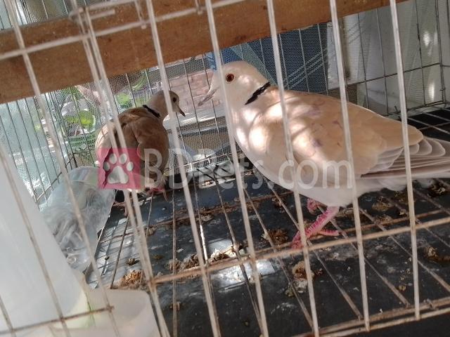 Australian Dove; অস্ট্রেলিয়ান ঘুঘু