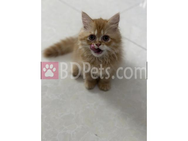 A traditional persian ginger kitten for sale !