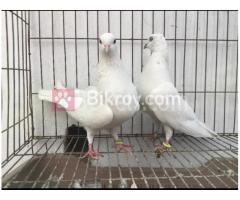 Pigeon pair